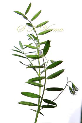  Branch with leaves and Inflorescences